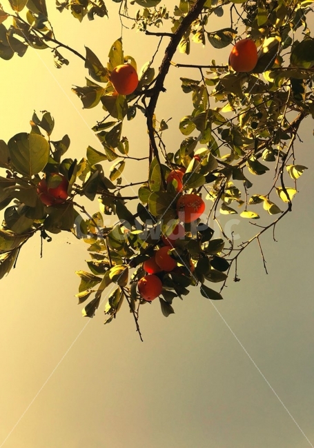 가을,감,하늘,따뜻한,나무,가을,계절,fall,autumn,season,식물,자연,plants,nature,음식,식재료,요리,food,cook,meal,dishes,food reserves,과일,열매,fruit,plant