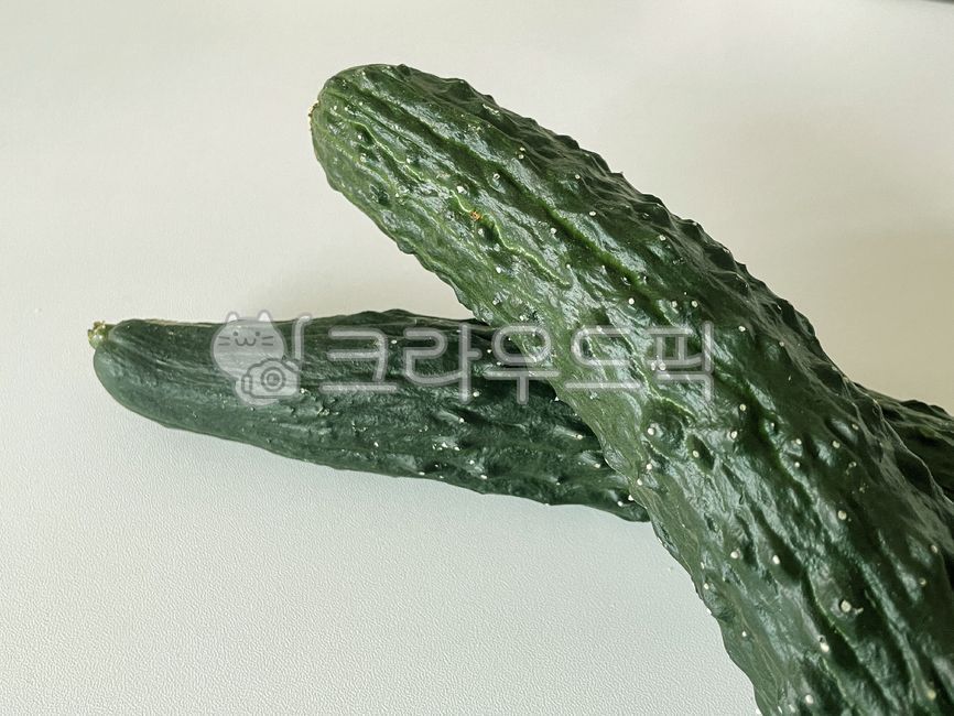 가시오이,오이,청오이,취청오이,아삭한,채소,야채,못난이오이,백다대기,다다기오이,농사,미니오이,제철,오이김치,먹을것,건강한,다이어트,초록색,수확,농부,접사,농산물