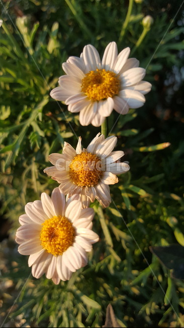 꽃,풀,햇살,자연,캐모마일,flowers,grass,sunlight,sunshine,nature,chamomile