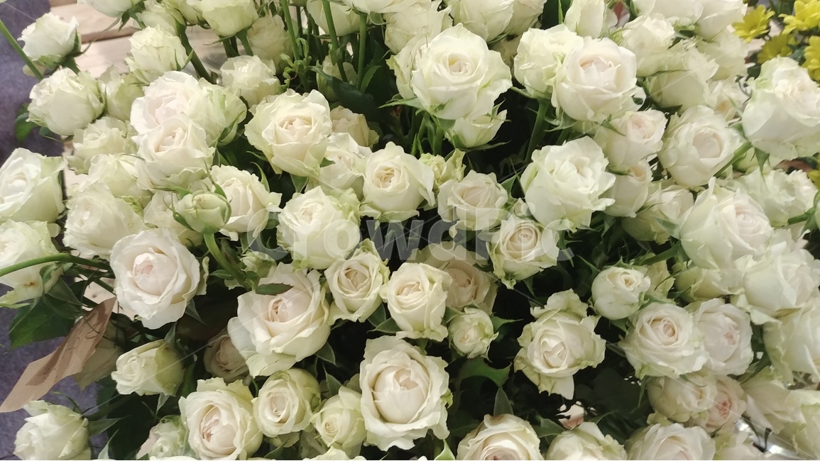 꽃,flower,rose,장미,장미꽃,샘페인핑크,여름,여름꽃,6월의꽃,6월,핑크,pink,flowers,식물,plants,식물,자연,plants,nature,꽃,flower