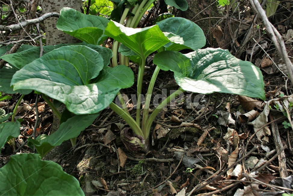 앉은부채,천남성과,금련,유독성,여러해살이풀,야생화,식물,자연,plants,nature