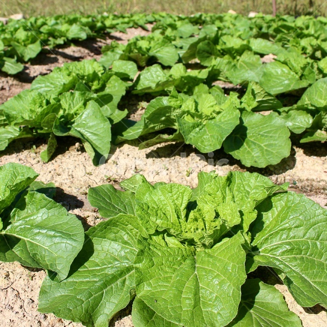 시골,배추,텃밭,배추밭,cabbage,식물,자연,plants,nature,채소,야채,vegetables,산업,industry,industrial,농업,농사,agriculture,farming,farming industry