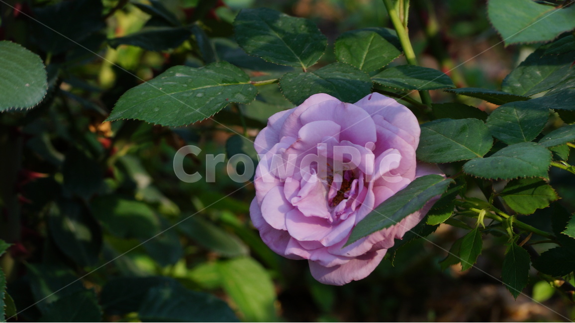 야생화,꽃,꽃사진,식물,자연,식물,자연,plants,nature,꽃,flower