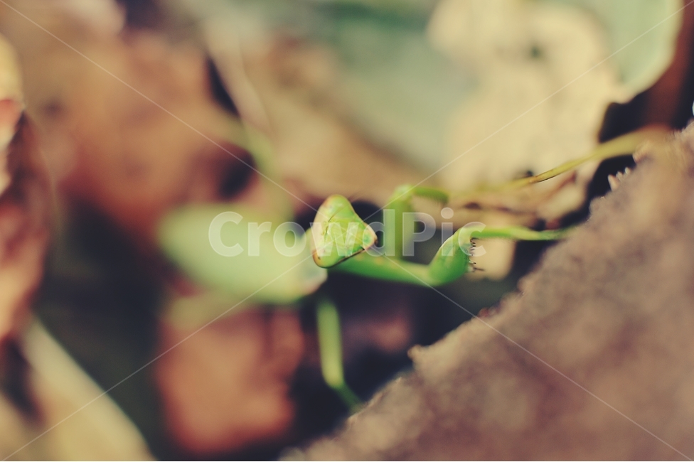 곤충,사마귀,자연,벌레,동물,접사,동물,animal,곤충,벌레,insect,bug