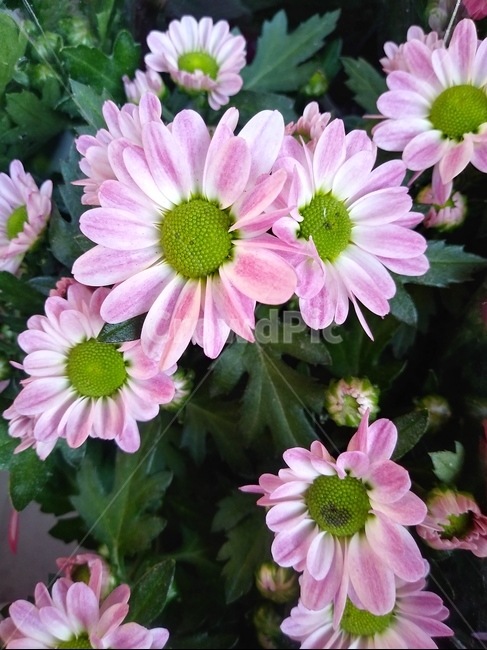 국화,plant,식물,꽃,blossom,식물,자연,plants,nature,꽃,flower