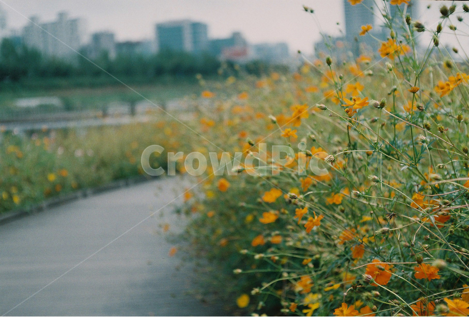 가을,황화코스모스,안양천,가을꽃,꽃나들이,가을,계절,fall,autumn,season,식물,자연,plants,nature,꽃,flower,감성,sensible,feeling