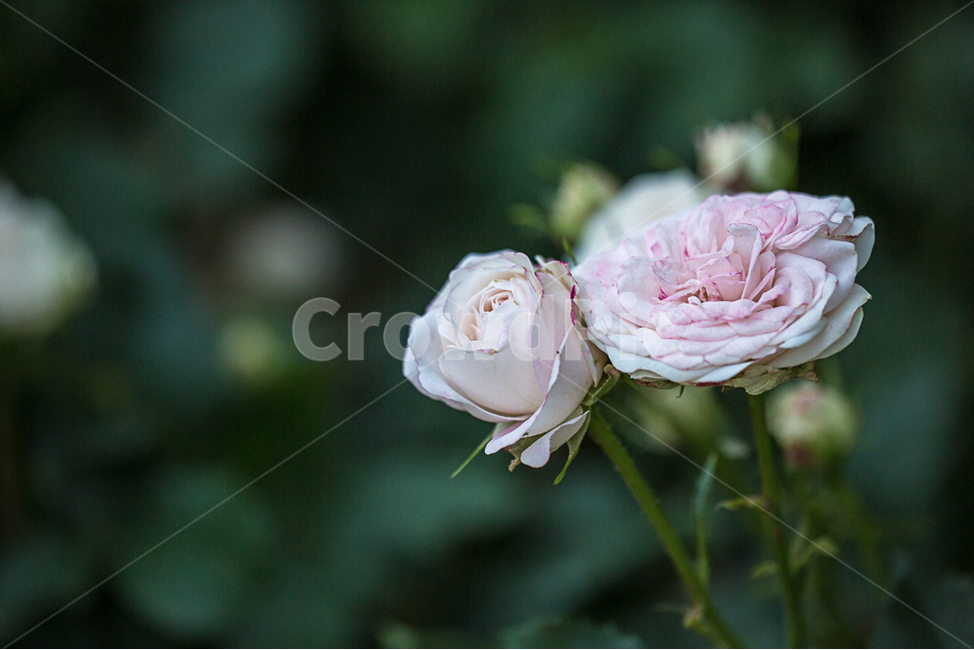 장미,자연,꽃,장미공원,장미축제,식물,자연,plants,nature,꽃,flower