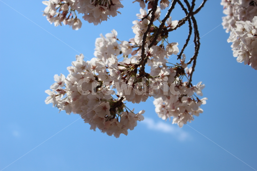 벚꽃,벚꽃나무,봄꽃,cherryblossom,체리블라썸,봄,벚꽃만개,4월벚꽃,일상,풍경,봄,계절,spring,season,plant,식물,flower,꽃,blossom