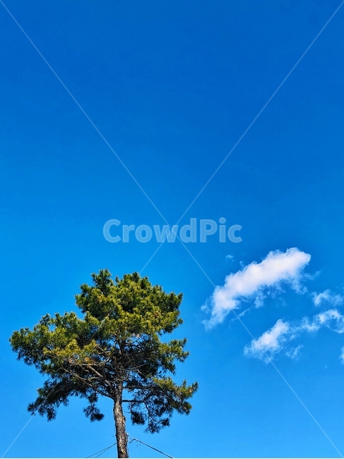 나무,소나무,하늘,자연,구름,풍경,옥외,tree,plant,식물