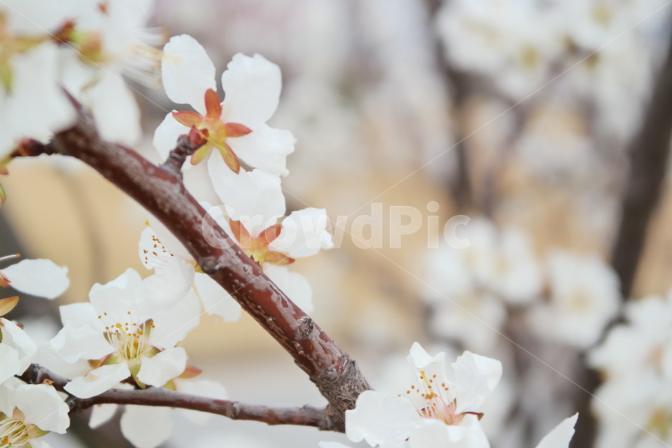 매화,봄꽃,봄,꽃,만개,flower,blossom,plant