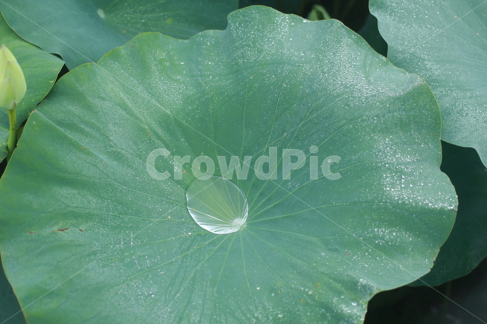연잎,연꽃,물방울,식물,plant,식물,자연,plants,nature