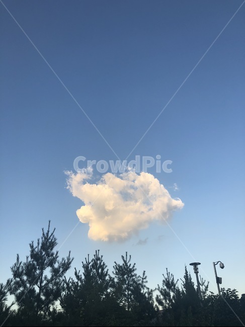 구름,하늘,하얀색,파란색,나무,솔잎,푸른,cloud,sky,blue,white,tree,자연,풍경,nature,landscape,outdoors,옥외,weather,날씨,cumulus,적운