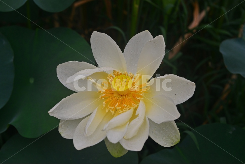 plant,식물,blossom,flower,꽃,연꽃,백연