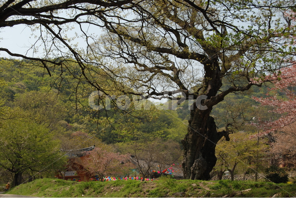 대운산,봄,자연휴양림,탐방로,공원,자연,풍경,nature,landscape,한국자연풍경,한국자연경관,korea nature landscape,식물,plants,나무,trees,wood,plant,tree,tree trunk,나무 줄기