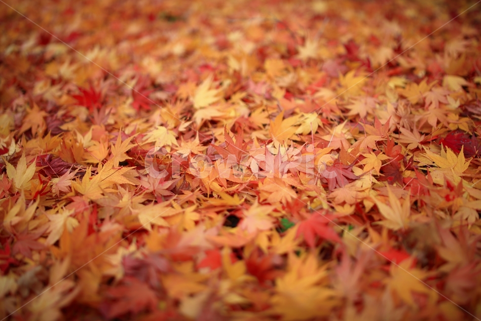자연풍경,가을,단풍,낙엽,잎,자연,풍경,11월,10월,가을,계절,fall,autumn,season,leaf,plant,식물,tree,나무