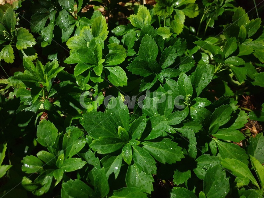 비,이슬,공원,숲,밤,나뭇잎,풀,비온뒤,녹색,자연,풀잎,green,eco,afterrain,park,forest,식물,자연,plants,nature