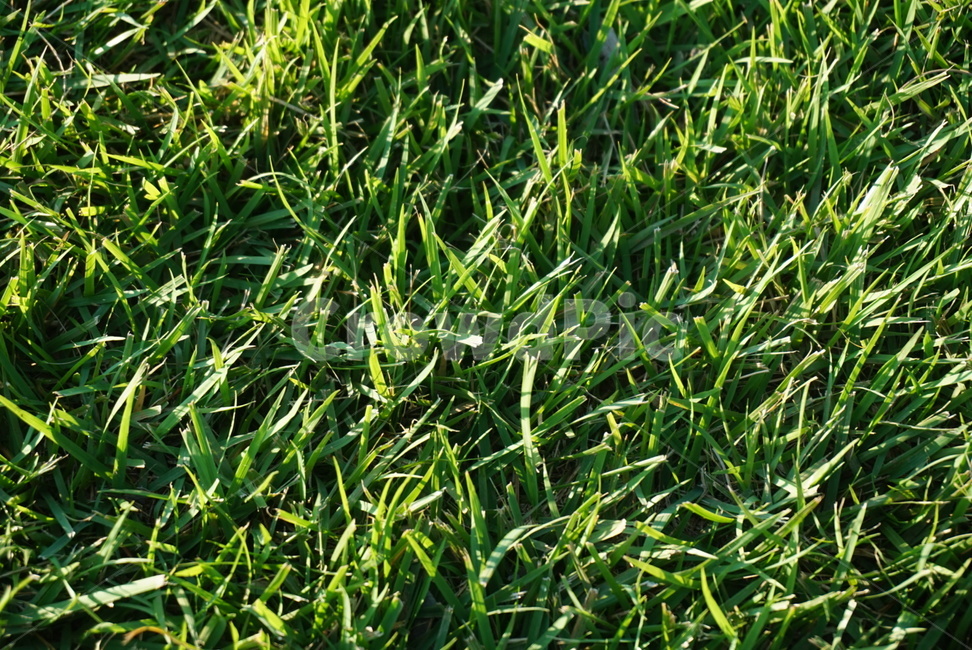 초록색,green,잔디,grass,plant,식물,lawn,자연,nature