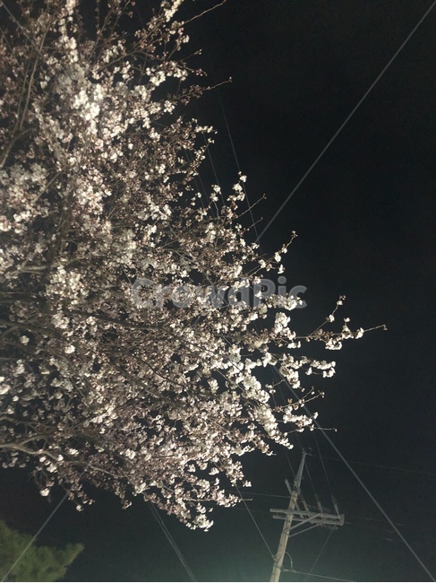 벚꽃,꽃,cherryblossom,flower,봄,야경,nightview