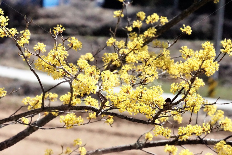 봄,산수유,꽃,노란색,나무,식물,자연,계절,yellow,nature,season,flower,beauty,tree,봄,계절,spring,season,식물,자연,plants,nature,꽃,flower,plant