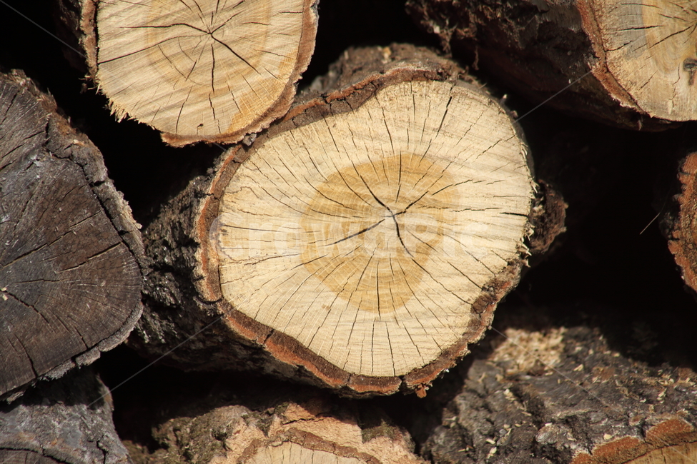나무,장작,단면,땔감,wood,굴참나무,Chinesecorkoak,나무,trees,wood