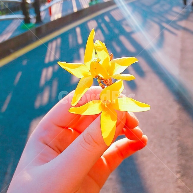 봄,길가,봄꽃,봄에피는,개나리,꽃,봄날,노란,spring,flower,yellow,속씨식물,노란색,plants,koreanforsythia,식물,노란꽃