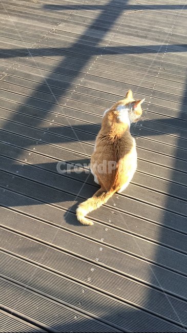 고양이,동물,animal,cat,외로움,lonely,shadow,그림자
