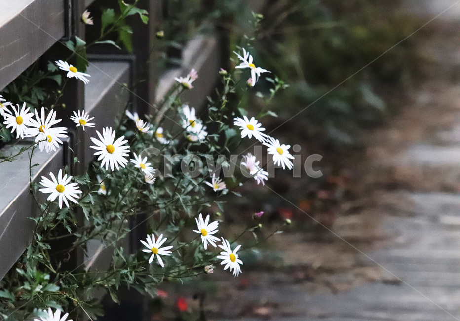 가을,쑥부쟁이,산책,9월,꽃