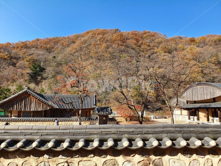 가을,감나무,담장,지붕,가을하늘,한국전통,한국문화,korean traditional,korean culture