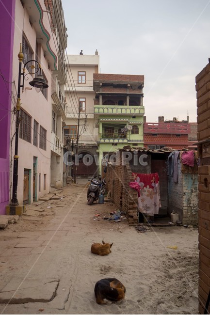 인도,india,varanasi,바라나시,농촌,countryside,길거리,거리,강아지,개,dogs,골목길,골목길,alley,해외,외국,세계,foreign,oversea,world,동물,animal,포유류,mammal,개,강아지,dog,doggy,town,도시,road,도로,city,시티,street,building,건물,urban,어반