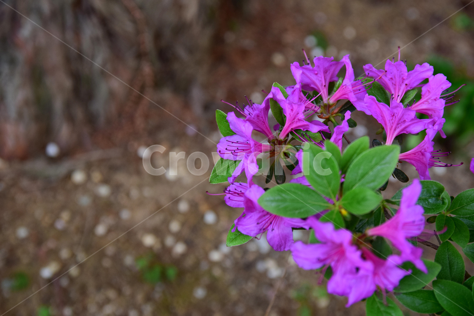 철쭉,진달래,꽃,빨간꽃,식물,자연,보라색,핑크,plant,nature,flower,네이처,플랜트,배경,화사한,식물,자연,plants,nature,꽃,flower