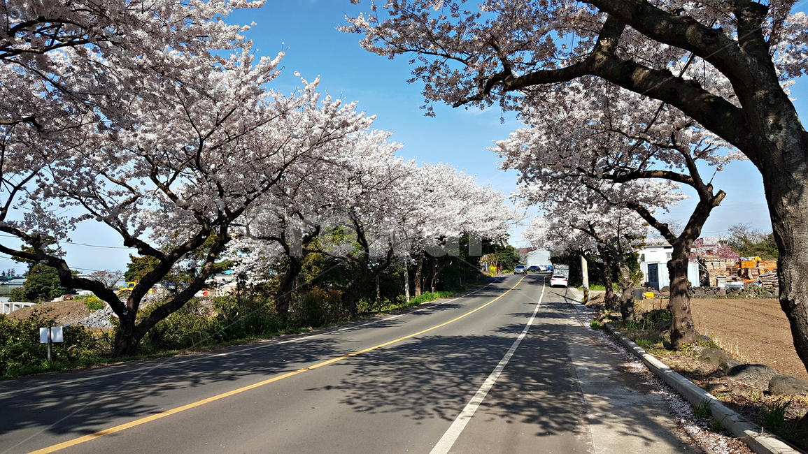 벚꽃,꽃,flower,식물,blossom,plant