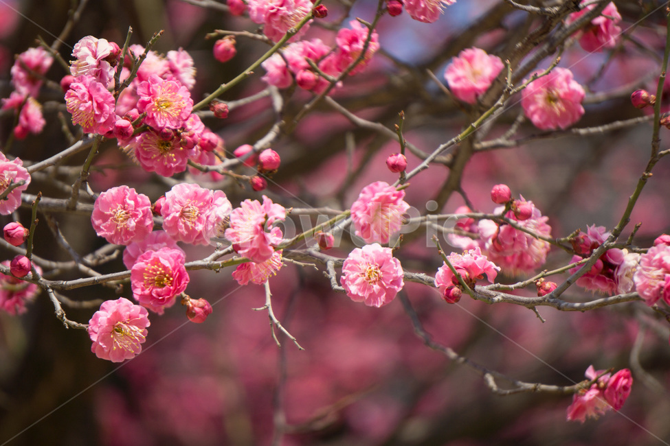 홈매화,봄날,봉은사,감성사진,스냅,봄,계절,springseason,식물,자연,plants,nature,꽃,flower,봄,계절,spring,season,식물,자연,plants,nature,꽃,flower,plant,blossom