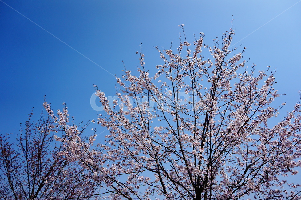 벚꽃,벚꽃나무,벚꽃잎,봄꽃,파란하늘,벚나무,봄,계절,spring,season,식물,자연,plants,nature,꽃,flower,plant