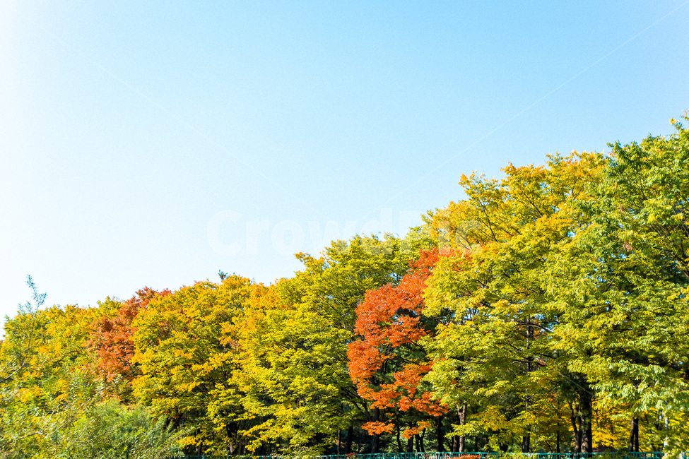 가을,단풍,나무,자연,풍경,공원,계절,fall,autumn,season,하늘,가을,계절,fall,autumn,season,tree,plant,식물