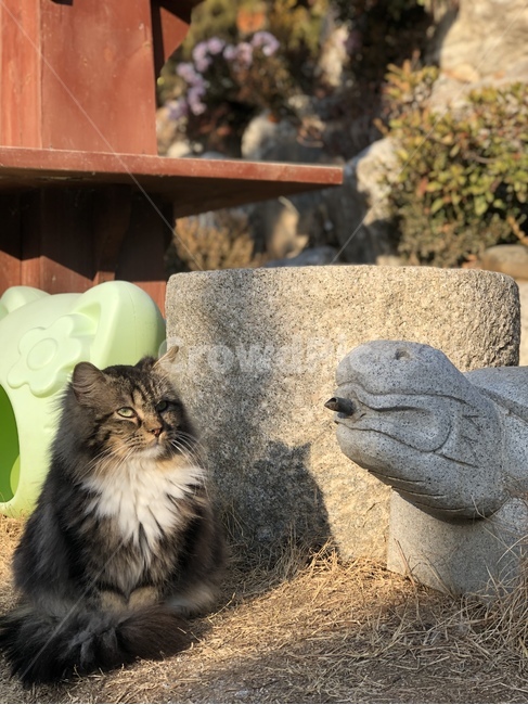 고양이,동물,장모종,cat,animal,cute,동물,animal,포유류,mammal,고양이,cat,kitten,kitty