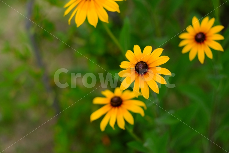 꽃,꽃사진,들꽃,국화,노란색,노란꽃,봄꽃,봄,식물,자연,plants,nature,꽃,flower