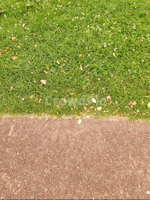잔디,grass,plant,식물,바닥,ground,풀,정원