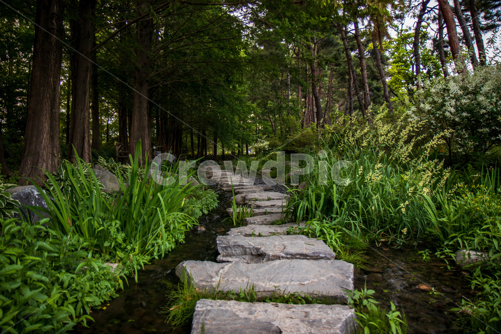 양평,두물머리,세밀원,징검다리,숲,초록색,자연,풍경,nature,landscape,flagstone,판석,slate,슬레이트,path,통로,outdoors,옥외