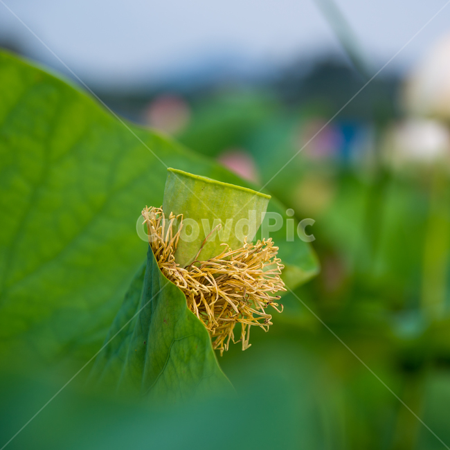 연꽃,여름꽃,꽃,flower,열매,초록,여름,summer,식물,plants,계절,season,잎,leaf
