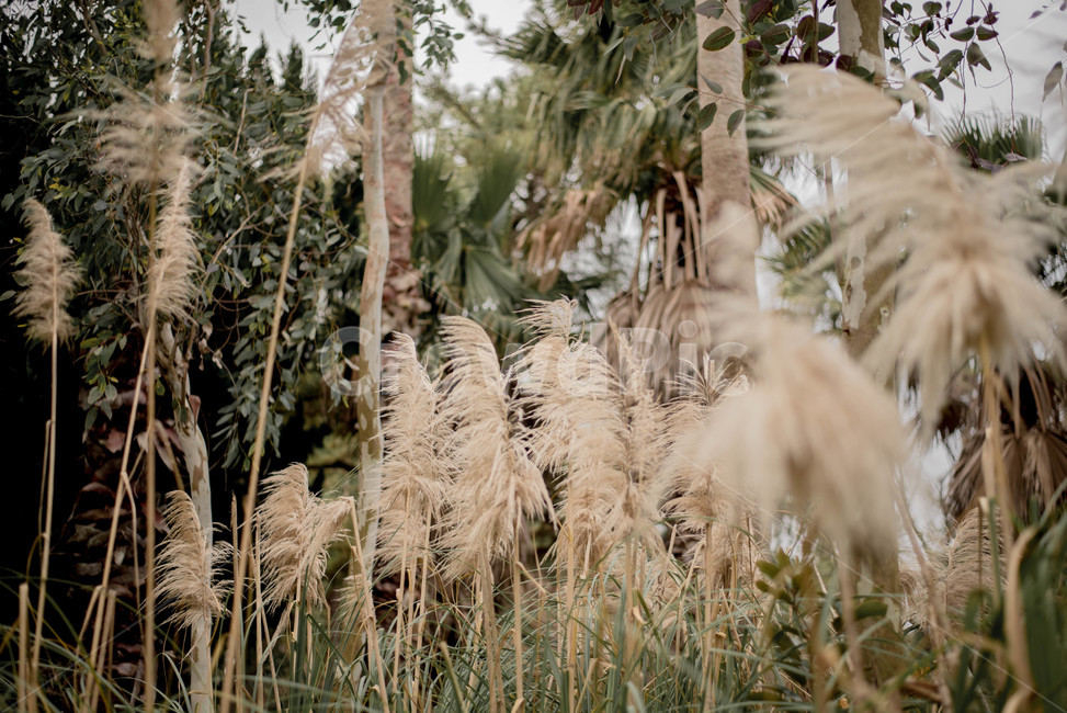 식물,팜파스,팜파스그라스,나무,풀,자연,풍경,nature,landscape,grass,잔디,plant,lawn,reed,갈대