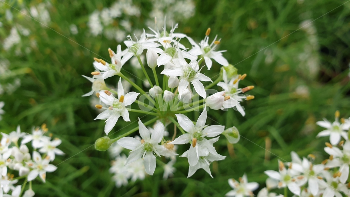 꽃,부추꽃,부추,식물,flower,blossom,plant,식물,자연,plants,nature,꽃,flower