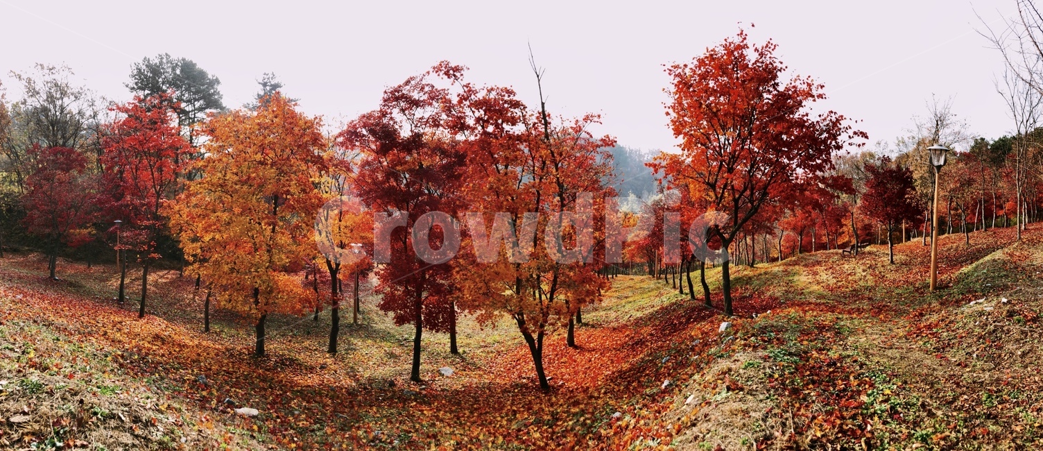 가을,단풍,파노라마,빨간색,붉은,가을,계절,fall,autumn,season,자연,풍경,nature,landscape,tree,나무,plant,식물,maple,leaf,잎