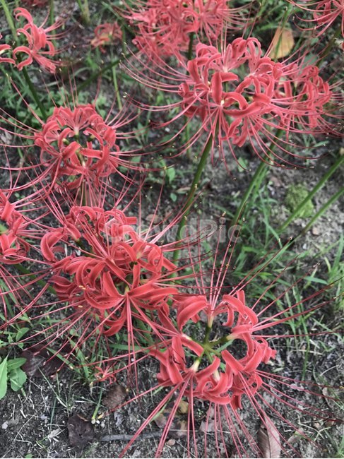 꽃,식물,석산,빨간색,들꽃,식물,자연,plants,nature,꽃,flower