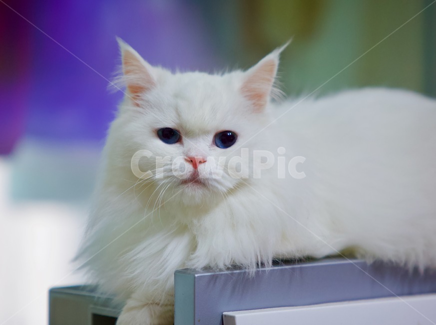 고양이,냐옹이,야옹이,cat,animal,냐옹,냥냥,냥냥펀치,cats,터키쉬앙고라,반려묘,애완묘,동물,animal,포유류,mammal,고양이,cat,kitten,kitty