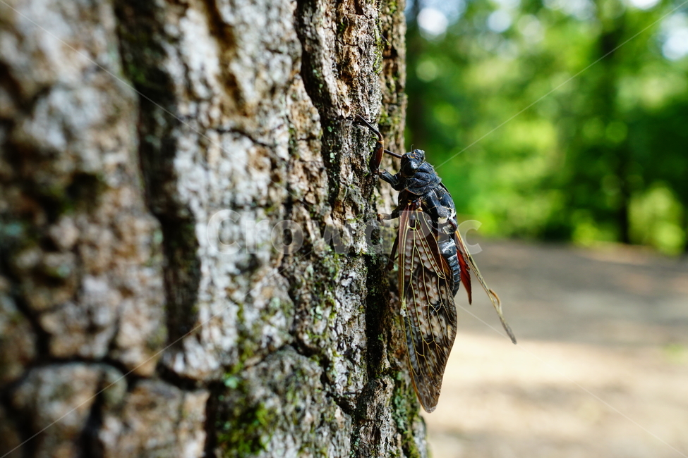 매미,곤충,벌레,자연,insect,cicada,nature,나무,tree,여름,8월,식물,숲,숲속,수목원,closeup,접사,summer,august,plants,동물,animal,곤충,벌레,insect,bug