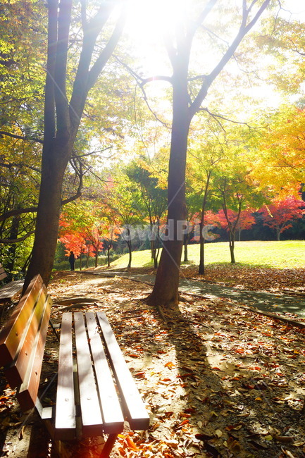 낙엽,단풍,maple,식물,나뭇잎,나무,의자,가을,계절,fall,autumn,season,자연,풍경,nature,landscape,식물,plants,나무,trees,wood,휴식,힐링,rest,relaxation,healing,tree,plant,leaf,잎,furniture,가구