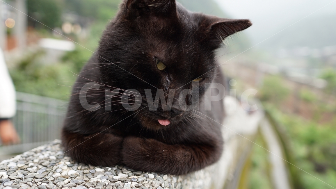 고양이,접사,동물,검은고양이,흘겨보는고양이,메롱,동물,animal,포유류,mammal,고양이,cat,kitten,kitty,감정표현,기분,feeling,emotion