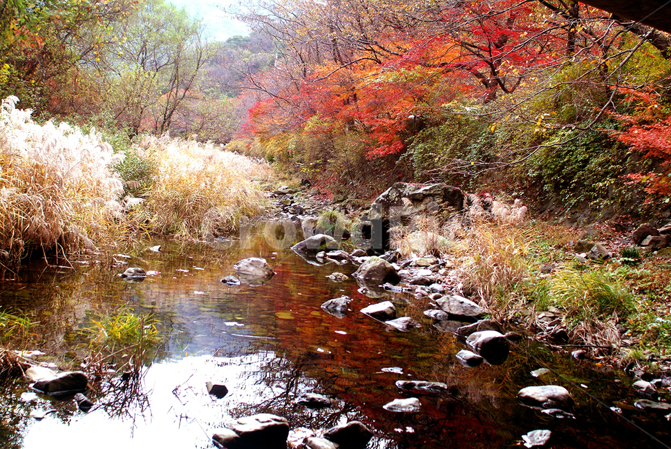 가을,냇가,억새,단풍,계곡,가을,계절,fall,autumn,season,nature,자연,water,물,outdoors,옥외,plant,식물,tree,나무,land,땅