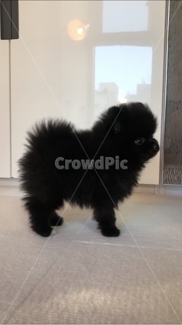 Pets,Black color,puppy,pomeranian,black,dog