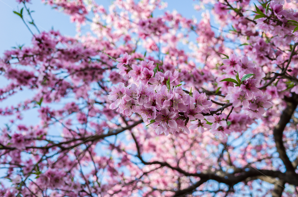 벚꽃,봄,벚꽃축제,벚꽃놀이,벚나무,꽃,계절,4월,자연,식물,나무,아름다운,cherryblossoms,spring,flower,season,april,nature,plant,tree,sensibility,beautiful